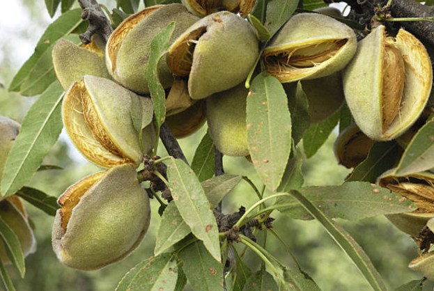 бадемови плодове на дърво