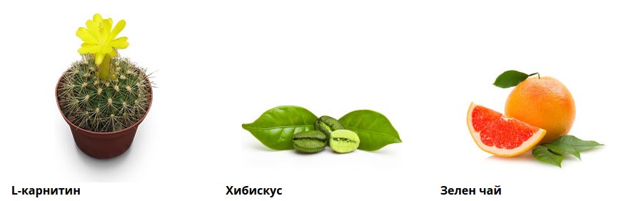 състав на 12слим l-карнитин Хибискус Зелен чай